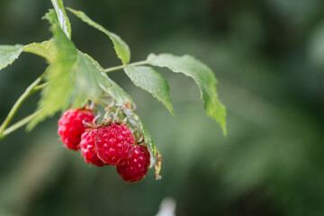 Stock photo of wild raspberries on a branch. Selective focus