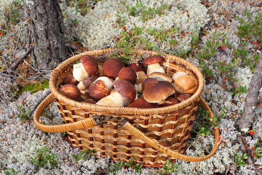 A basket full of beautiful mushrooms stands in the forest.