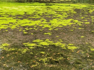 藻とコウキクサ