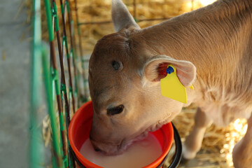 Pretty little calf drink milk from bucket on farm, closeup. Animal husbandry © New Africa