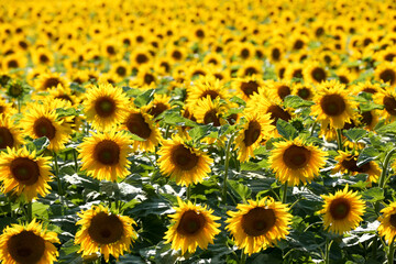 Many beautiful sunflowers in field on sunny day
