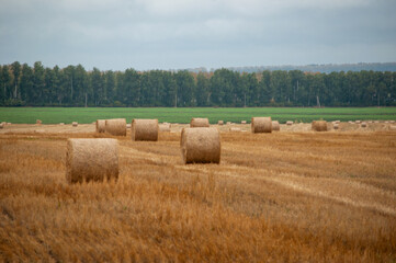 Fototapeta premium haystack before the rain