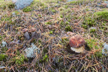 Edible mushrooms of different types grow together.