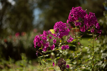 Autumn bright pink flowers in the garden and yellow butterfly among the flower.
