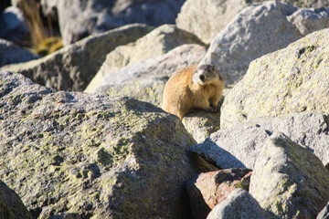 Nutria del Pirineo , en  el valle de Mulleres muy cerca del túnel de Vielha