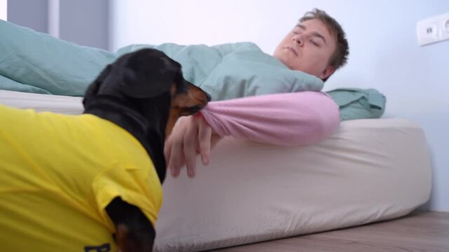 Naughty dachshund dog in yellow t-shirt pulls sleeping owner by sleeve of his pajamas to wake him up early in the morning for walk or feeding. Man nods questioningly.