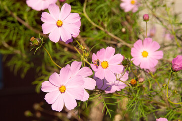 the bee collects nectar