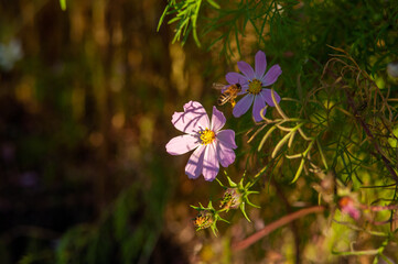 the bee collects nectar