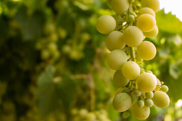 Racimo de uvas en La-Mancha