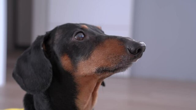 Active dachshund learns new commands during training, runs away. Obedience dog in yellow t-shirt barks to attract attention of owner, asks for food or walk.