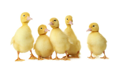 Cute fluffy goslings on white background. Farm animals