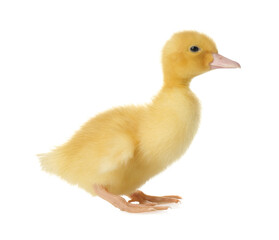 Cute fluffy gosling on white background. Farm animal