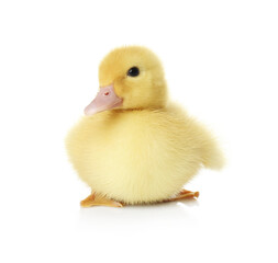 Obraz premium Cute fluffy gosling on white background. Farm animal