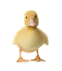 Cute fluffy gosling on white background. Farm animal