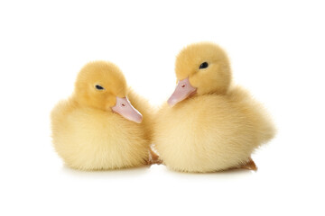 Cute fluffy goslings on white background. Farm animals