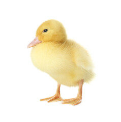 Cute fluffy gosling on white background. Farm animal