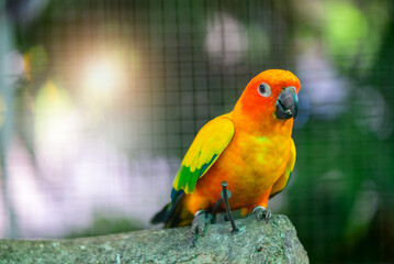 Beautiful Lovebird parrot sitting on branch.