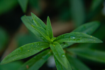 植物