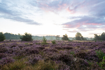 lavender field at sunset