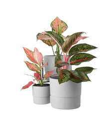 Beautiful Aglaonema plants in flowerpots isolated on white. House decor