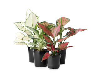 Beautiful Aglaonema plants in flowerpots isolated on white. House decor