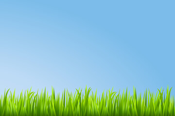 Fototapeta premium Grass background. Vector illustration.