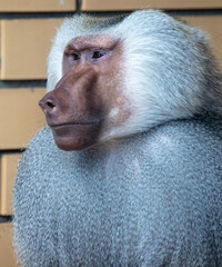 Portrait of a monkey at the zoo.