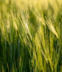 Green ears of wheat at sunset.