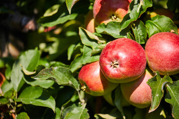 picture of a Ripe Apples in Orchard ready for harvesting,Morning shot