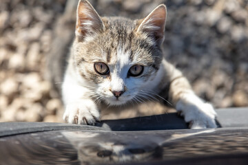 Portrait of a cat climbing up.