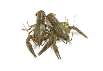 Fresh raw crayfishes isolated on white. Healthy seafood