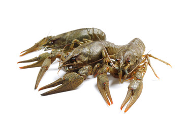 Fresh raw crayfishes isolated on white. Healthy seafood