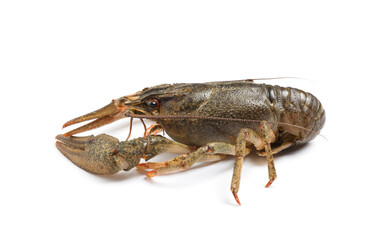 Fresh raw crayfish isolated on white. Healthy seafood