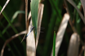 オオシオカラトンボ