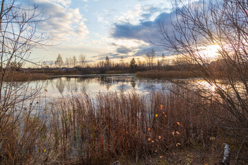 Fototapeta premium Trees near the lake at sunset.
