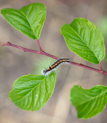 Hairy caterpillar on a plant close-up.