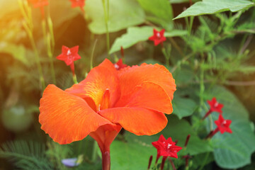 Fototapeta premium beautyful red Canna flowers background asia flower image