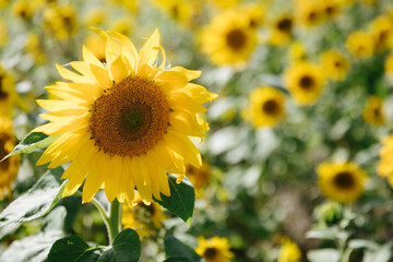 Blossoming sunflower against the background of a sunflower field. Summer flowering time or autumn harvest concept