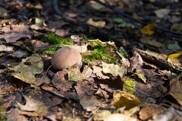 Purchawka brunatna (Lycoperdon umbrinum) pośród liści, światła i cienie