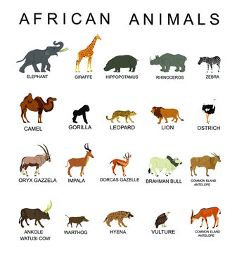 Group of African animals collection vector illustration isolated on white  background. Big animals set poster. Elephant, giraffe, lion, hippo,  hyena,rhino, zebra, camel, gorilla monkey, gazelle... Stock Vector | Adobe  Stock