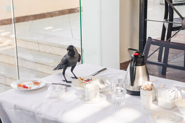 crow in the restaurant
