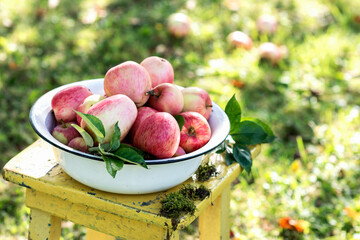 Harvest of the fresh pink dewy apples in the white bowl on the yellow wooden chair stool  in the garden in early morning,  agriculture and food concept, blur background