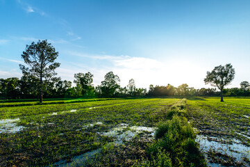 Fototapeta premium Beautiful green field of rice plant with water and blue sky in the moring. Argiculture concept.