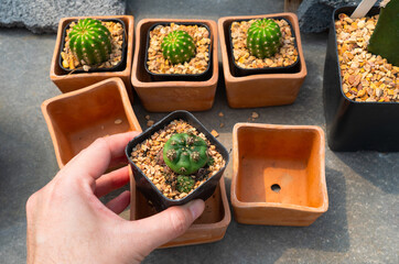 close up picture of hand of woman planting small cactus in the pod