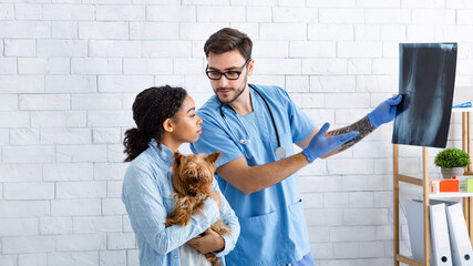 Veterinary surgeon showing dog xray to Yorkshire terrier owner at animal clinic