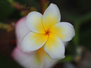 白いプルメリアの花