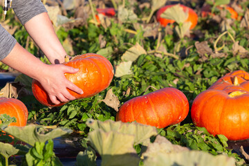 A ripe pumpkin in the hands of a harvester during the autumn harvest in the pumpkin patch
