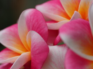 Fototapeta premium ピンクのプルメリア 「カリフォルニア サンセット」の花