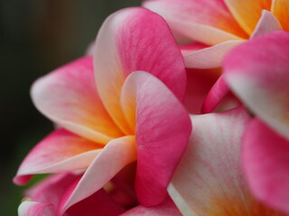 Fototapeta na wymiar ピンクのプルメリア 「カリフォルニア　サンセット」の花