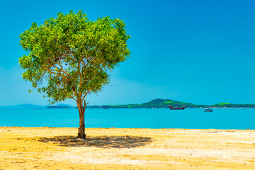 Fototapeta na wymiar Green tree in desert and landscape with island on blue sea. Thailand, Ko Lanta island